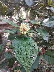 Trichocladus crinitus