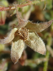 Trichodesma africanum