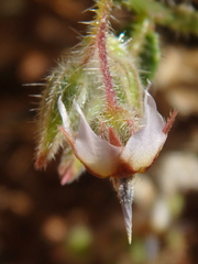 Trichodesma africanum