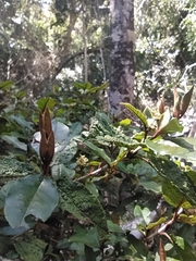 Trichocladus crinitus