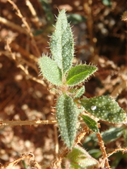 Trichodesma africanum