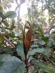 Trichocladus crinitus