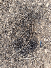 Boselaphus tragocamelus