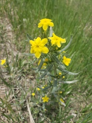 Lithospermum caroliniense