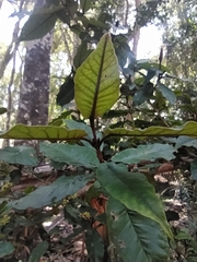 Trichocladus crinitus