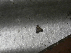 Phalaenophana eudorealis