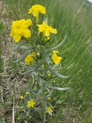 Lithospermum caroliniense