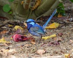 Malurus splendens splendens