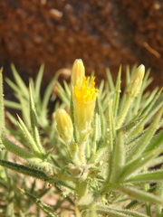 Iphiona scabra