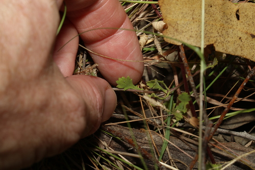 Image of Calotis cuneifolia by (c) Greg Tasney, some rights reserved (CC BY-SA)