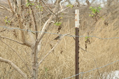 Zonotrichia leucophrys