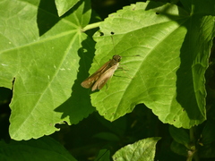 Calpodes triangularis