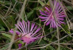 Delosperma