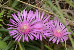 Delosperma