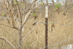 Zonotrichia leucophrys