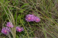 Delosperma