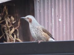 Hypsipetes amaurotis