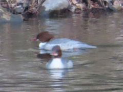 Mergus merganser