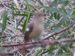 Phoenicurus auroreus