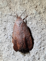 Tortricopsis semijunctella