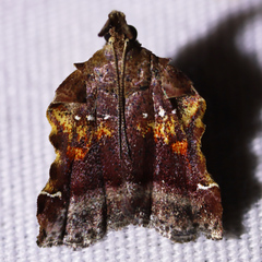 Clydonopteron sacculana