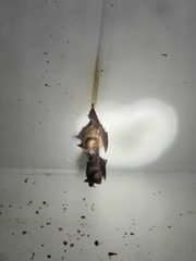 Hipposideros ater