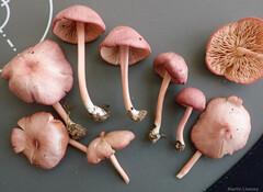 Entoloma roseum