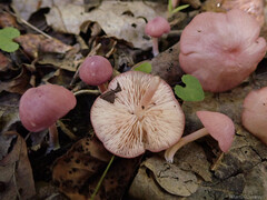 Entoloma roseum