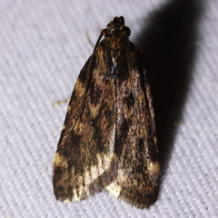 Aglossa