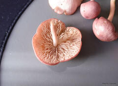 Entoloma roseum