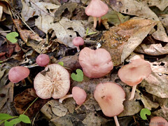 Entoloma roseum