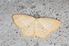Scopula immutata