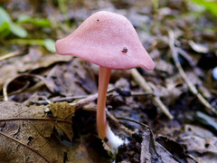 Entoloma roseum