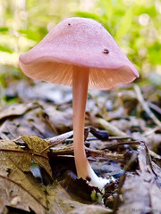Entoloma roseum