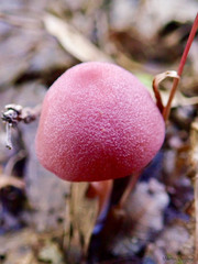 Entoloma roseum