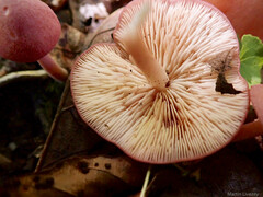 Entoloma roseum