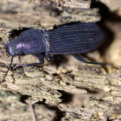Xylopinus saperdoides