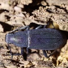 Xylopinus saperdoides