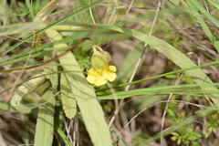 Hermannia lancifolia