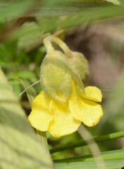 Hermannia lancifolia