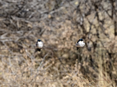 Hirundo dimidiata