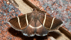 Grammodes justa