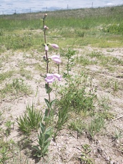 Penstemon grandiflorus
