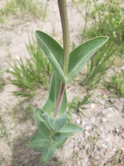 Penstemon grandiflorus