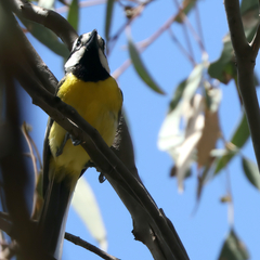 Falcunculus frontatus