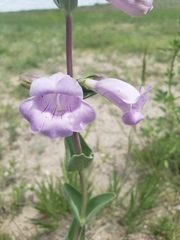 Penstemon grandiflorus