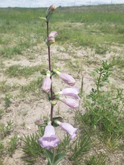 Penstemon grandiflorus