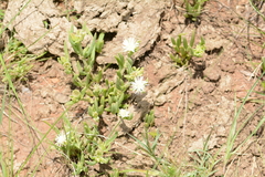 Delosperma herbeum