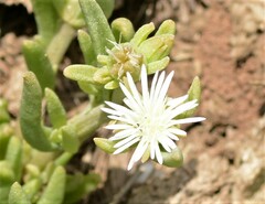 Delosperma herbeum