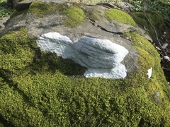 Phlyctis petraea